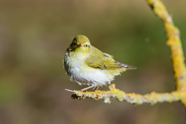 Певчая птица Phylloscopus sibilatrix, Мальта, Средиземноморье