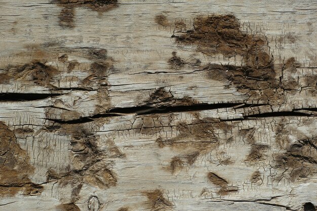 Wood with mold stains