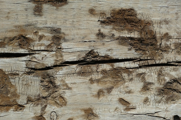 Wood with mold stains