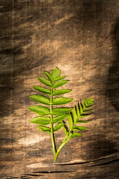 wooden background with fern leaves