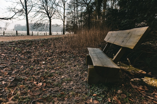 Wooden bench in a park surrounded by greenery