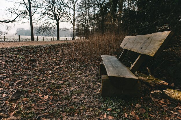 Деревянная скамейка в парке в окружении зелени