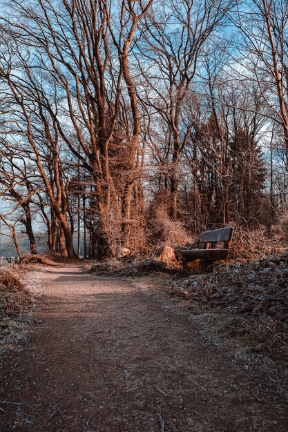 Wooden bench on a pathway surrounded by dry leaves and grass under the sunlight in a park