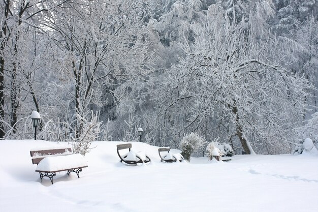 Wooden benches covered with snow near the trees on the snow-covered ground