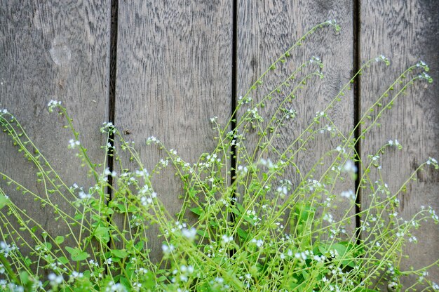 Wooden boards with plants