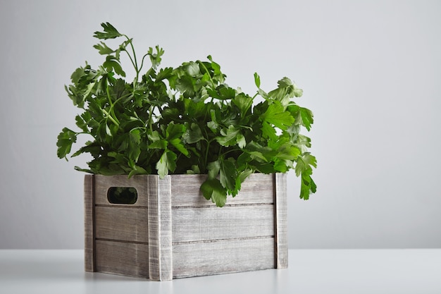 Wooden box with fresh green parsley and cilantro isolated on white table side view