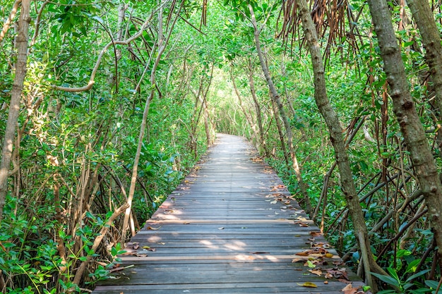 Бесплатное фото Деревянный мост и мангровый лес.