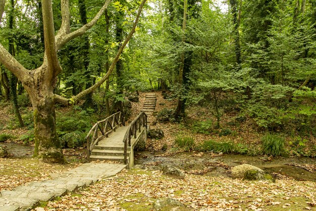 鬱蒼とした森の中の狭い川に架かる木造の橋