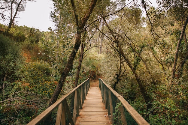 Free photo wooden bridge in natural forest