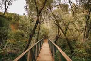 Foto gratuita ponte di legno in foresta naturale