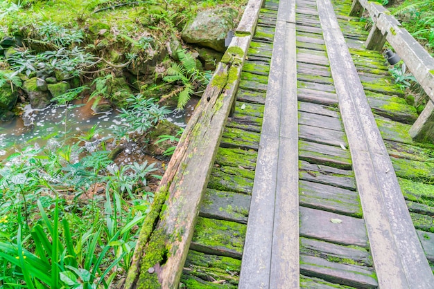 Деревянный мост в тропическом зеленый лес покрыты мхом.
