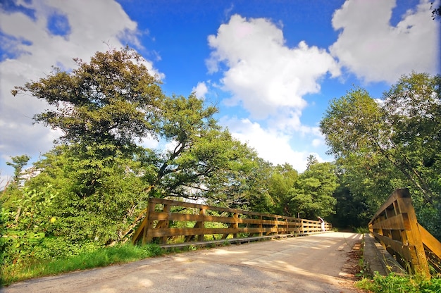 Wooden bridge with leafy trees