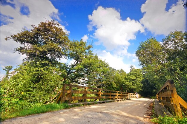 Wooden bridge with leafy trees