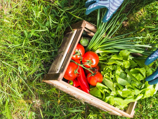 Wooden crate with fresh organic vegetables on green grass