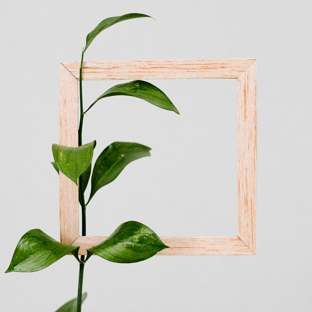 Wooden frame with green leaf