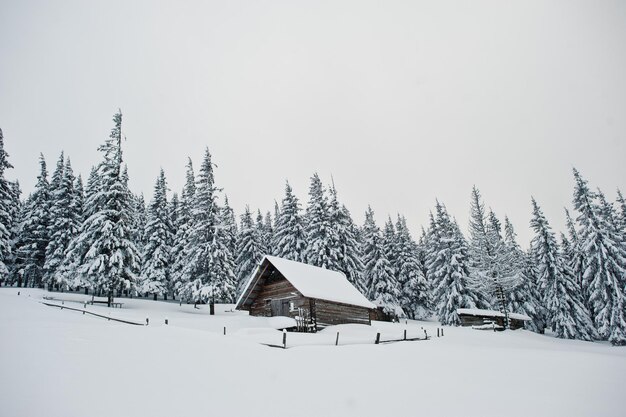 山Chomiakの雪に覆われた松の木の木造住宅カルパティア山脈の美しい冬の風景ウクライナ霜の自然