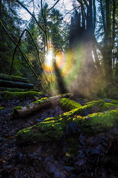 Wooden logs covered with green moss in a forest with bright sun rays in the