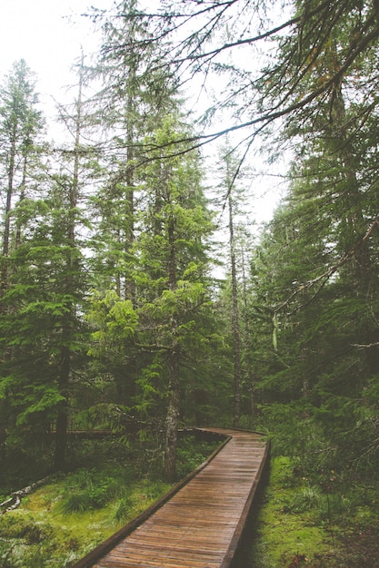 Wooden path in the middle of the forest