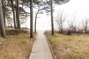 Free photo wooden path in nature