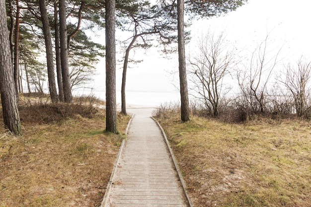 Wooden path in nature