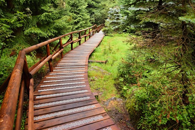 "Wooden pathway in forest"