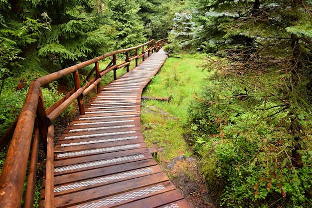 "Wooden pathway in forest"