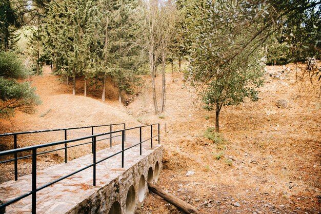 wooden pathway in forest