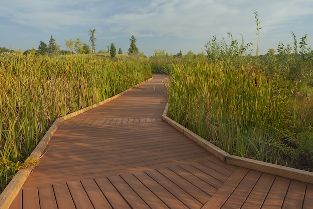 Wooden pathway in the middle of a tall grassy field with trees in the distance under a blue sky