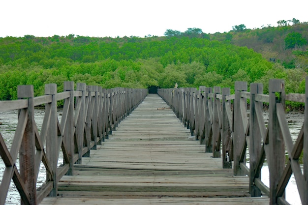 Wooden pier in Bentar Beach leading to the forest in Indonesia during daylight