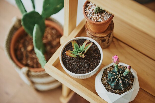 かわいい小さなサボテンと木製の植物棚