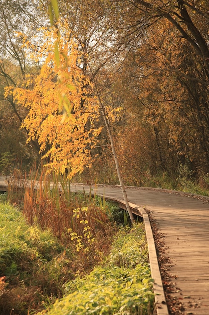 Foto gratuita strada di legno in un parco in autunno