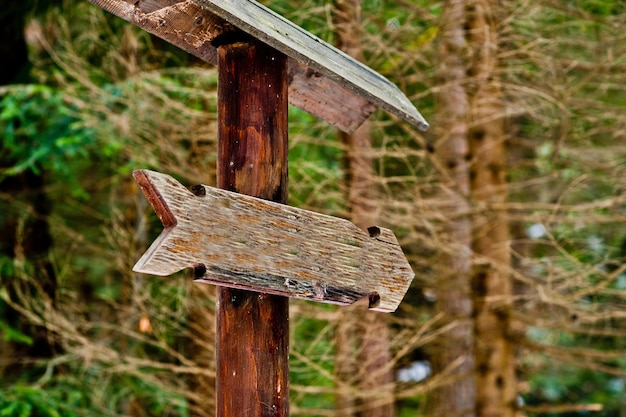 Wooden sign arrow in green forest at Carpathian forest
