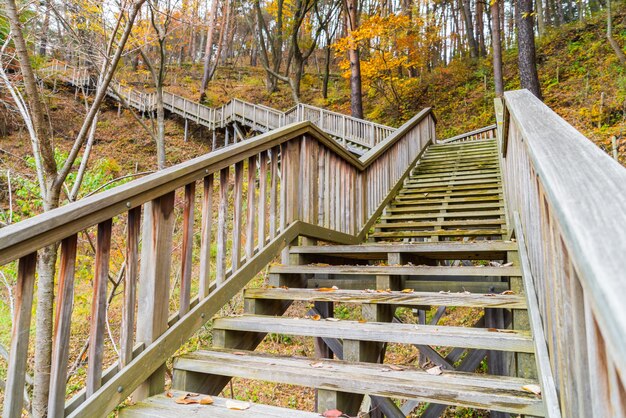 Wooden staircase in park