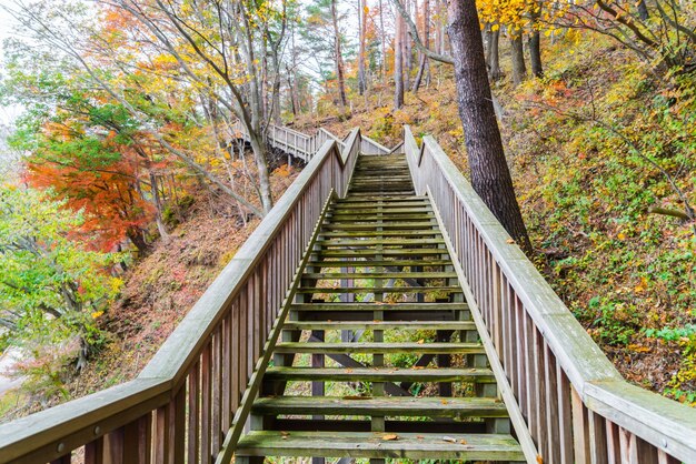 Wooden staircase in park