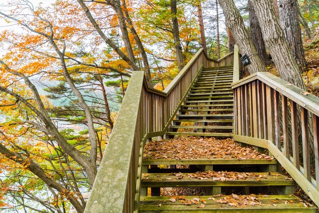 Wooden staircase in park