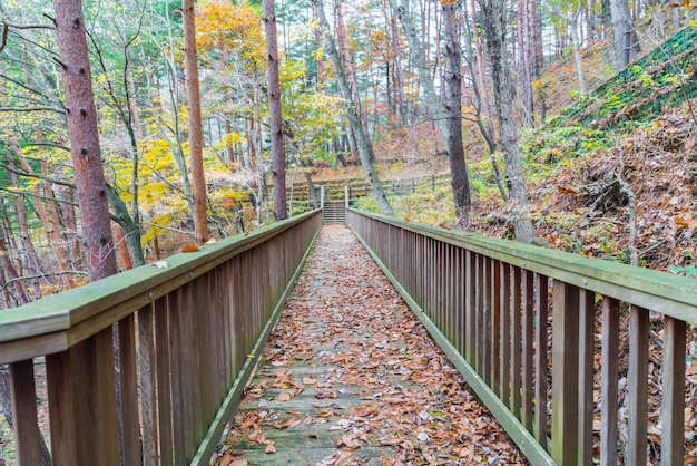 Free photo wooden staircase in park