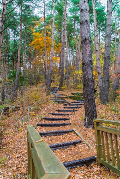 公園内の木の階段
