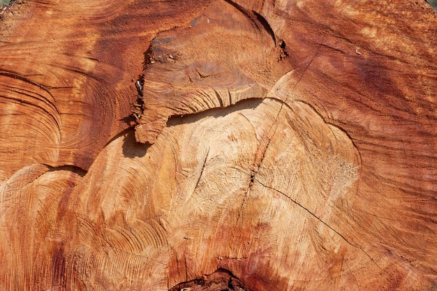 Wooden stump background.