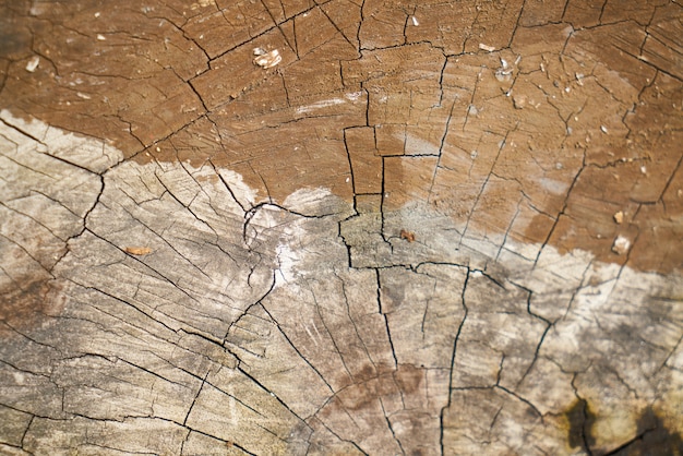 Free photo wooden texture with cracks