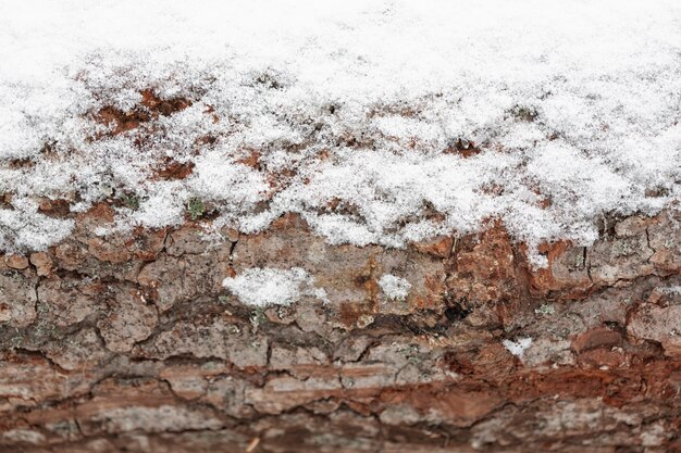 Wooden tree trunk with snow