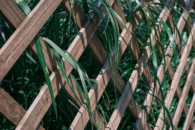 Wooden trellis overgrown with greenery selective focus Herbal foliage with green and white leaves on garden trellis background or screensaver for nature banner