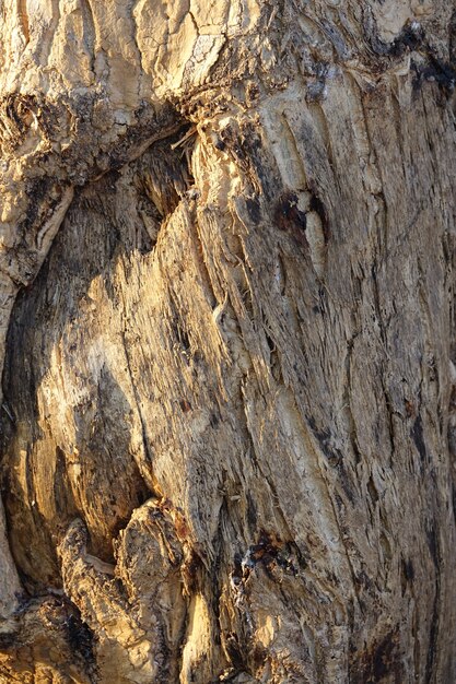 Wooden trunk close up