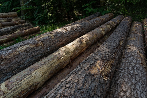 Free photo wooden trunks stacked in the forest