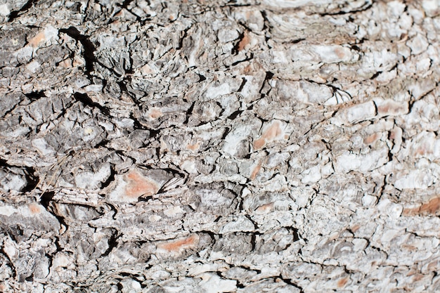 Foto gratuita struttura in legno caldo