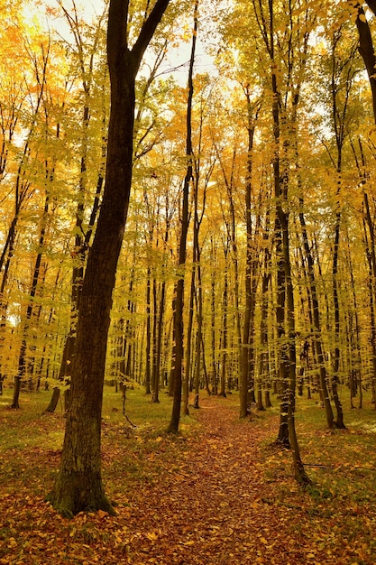 "Woods with golden leaves"