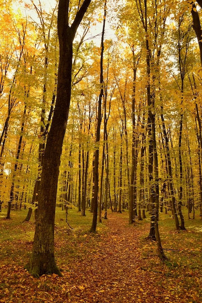 «Леса с золотыми листьями»
