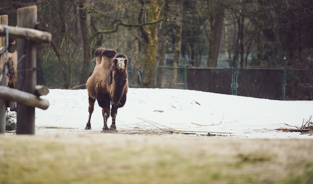 雪に覆われた地面の上を歩く羊毛ラクダ