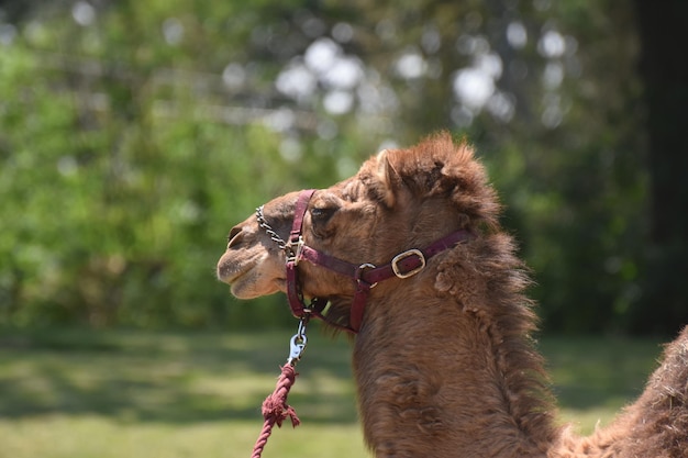 A working dromedary camel with a halter and lead.