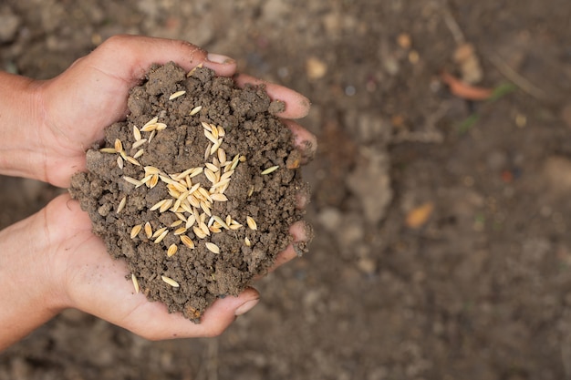 Foto gratuita la giornata mondiale dell'alimentazione, la mano di un uomo abbraccia il terreno con semi di risaia in cima.