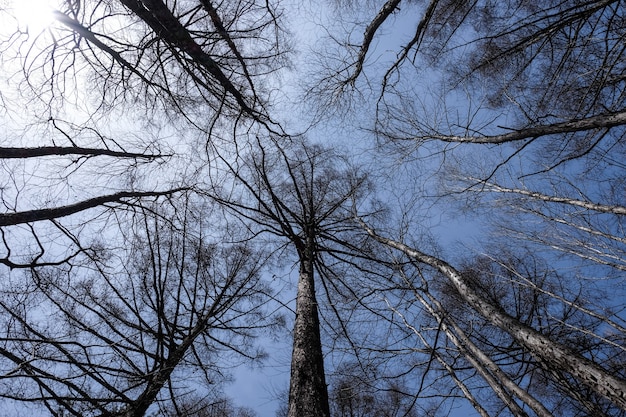 Worm's eye view of tall bare pine trees against a blue sky